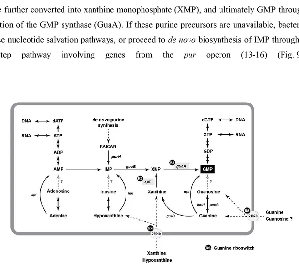 Figure 9. Simplified metabolic view of the metabolism of purines and GMP biosynthesis  in  C