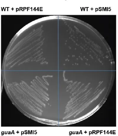 Figure 15 : Supplementary figure 1. Growth of WT and guaA mutant strains on BHIS agar