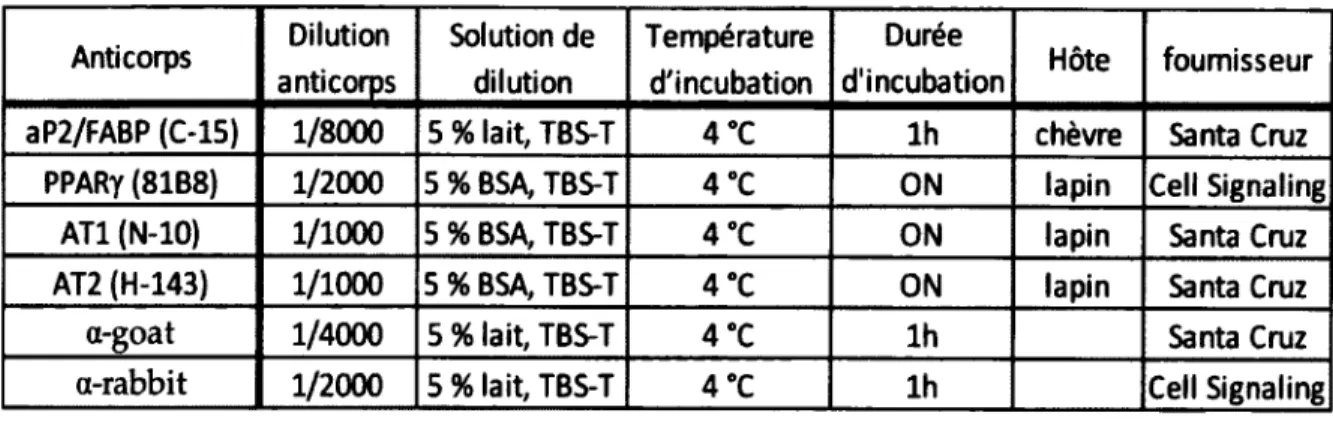 Tableau  4:  Anticorps  utilisés  lors  des  expériences  d'immunobuvardage  de  type  Western