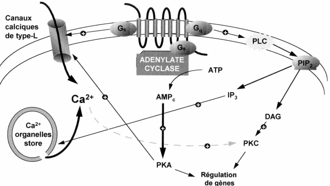 Figure 1. Les voies de signalisation de la PTH 