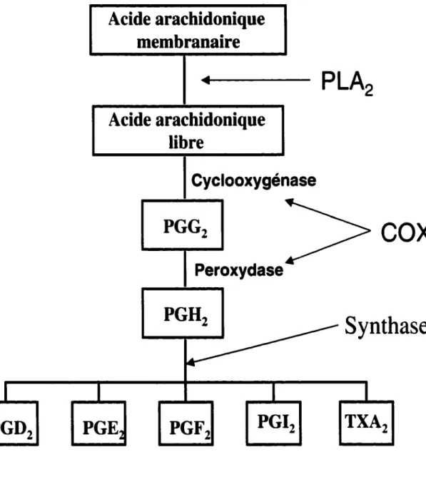 Figure 2. Biosynthèse des prostaglandines 