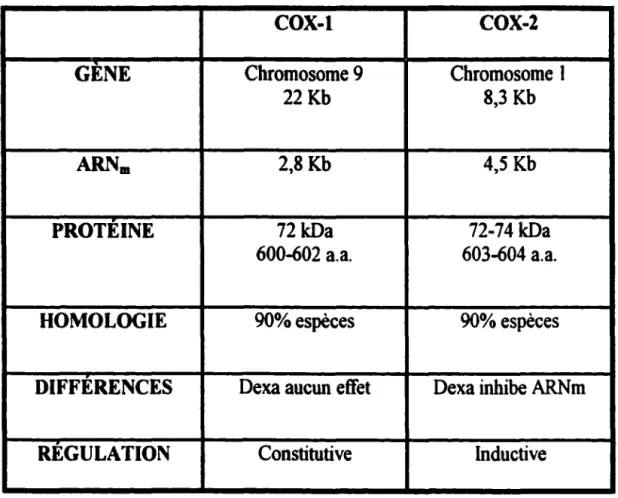 Tableau 1: Tableau comparatif entre  la  COX-1 et COX-2 