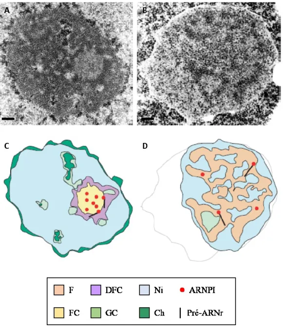 Figure 2 : Organisation du nucléole chez l’Homo sapiens et chez Saccharomyces cerevisiae