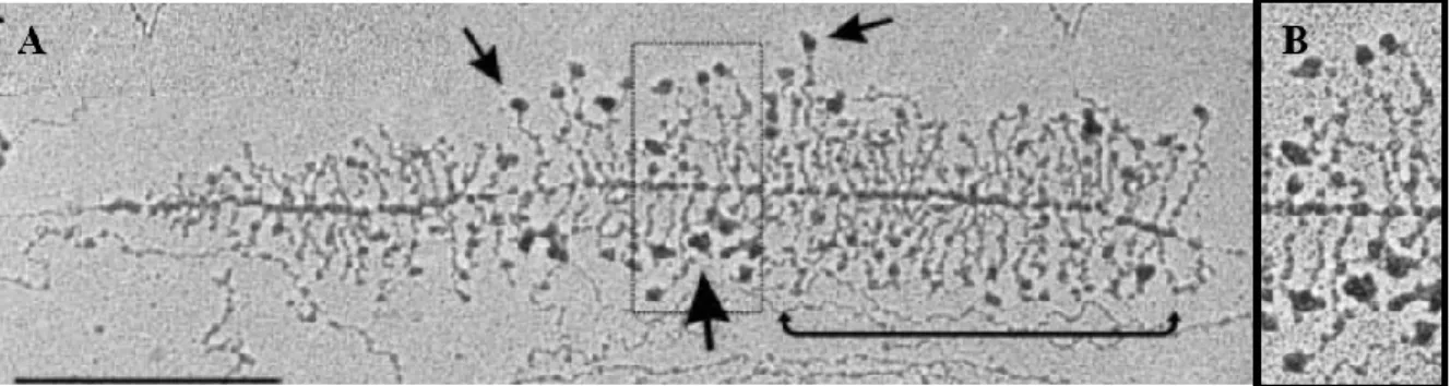 Figure 5 :  Image de microscopie électronique de la transcription d’un gène de l’ARNr de  Saccharomyces cerevisiae