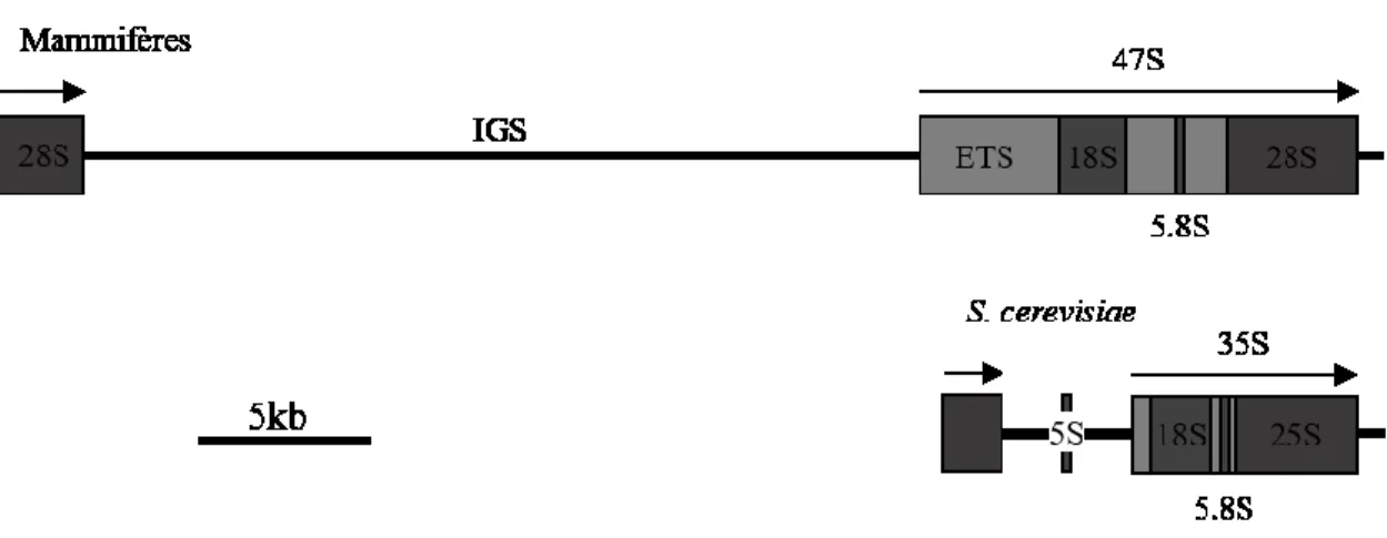 Figure 8 : Organisation du gène de l’ARNr chez les mammifères et la levure. 