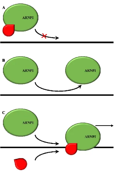 Figure  12  :  Modèle  de  régulation  de  la  transcription  de  l’ARNPI  par  le  complexe  Spt4p/Spt5p