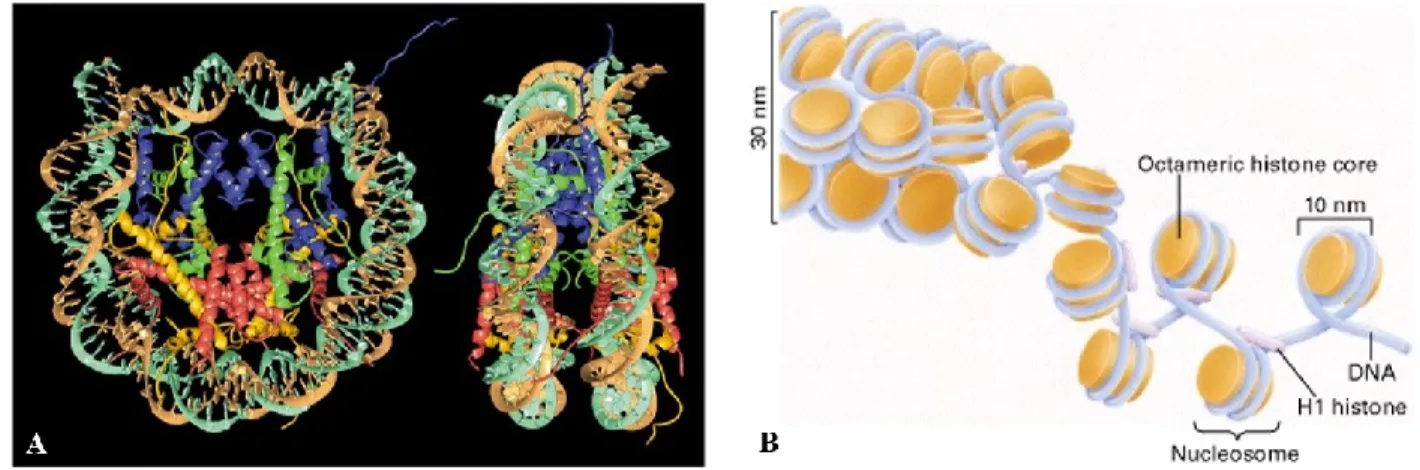 Figure 13 : Structure du nucléosome et modèle de la chromatine en fibre de 30 nm.  