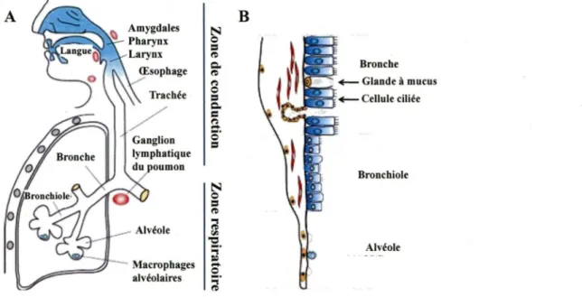 Figure 2:  Le système respiratoire et le ganglion lymphatique drainant les poumons. 