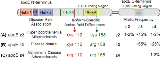 Figure 1.2: les différentes isoformes de l’apolipoprotéine E : (A) L’apoE2 contient deux  cystéines (B) l’apoE3 contient un résidu cystéine en position 112 et un résidu arginine en  position 158 alors que (C) l’apoE4 contient 2 arginines (Tiré de Hausser e