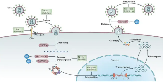 Figure 4. Schématisation du cycle réplicatif du VIH. Les étapes de réplication virale  sont  montrées :  entrée,  décapsidation,  réverse-transcription,  translocation  au  noyau,  intégration, transcription, traduction et sortie par bourgeonnement suivi d
