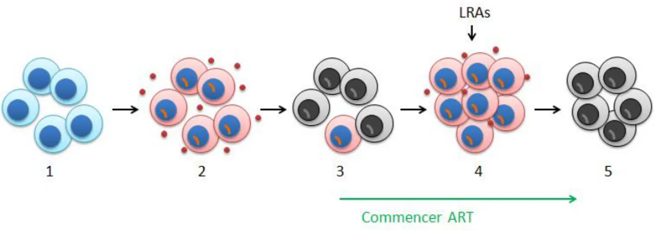 Figure  6.  Stratégie  de  déplétion  de  la  virémie  par  la  stérilisation  des  réservoirs  latents