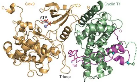 Figure 10. Structure cristalline du complexe P-TEFb et Tat. La structure cristallisée  des  protéines  Cycline  T1  (vert)  et  CDK9  (orange  pâle)  qui  compose  le  complexe  de  Positive Transcription Elongation Factor b