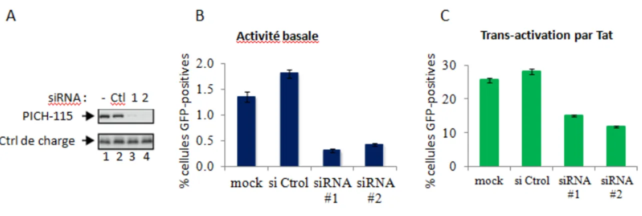 Figure 12. Effet de la déplétion de PICH-115 endogène sur l’activité du promoteur  du  VIH