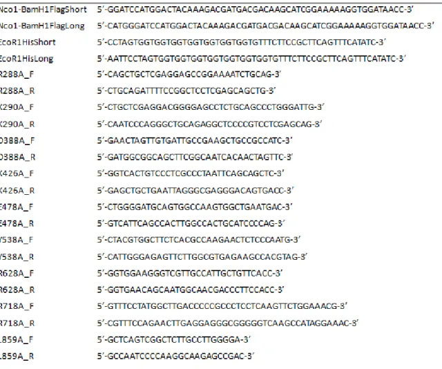 Tableau 2. Liste des amorces utilisées pour les clonages de Flag-PICH115-8His 