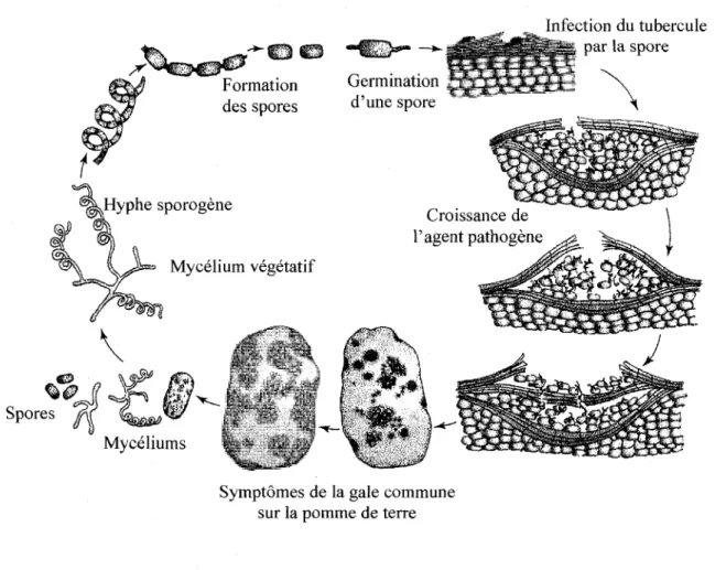 Figure 1. Cycle de la maladie de la gale commune de la pomme de terre causee par  Streptomyces scabiei