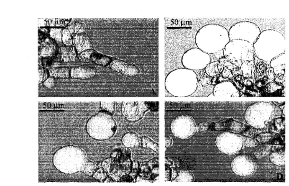 Figure 3. Effets morphologiques de la TA, de PISOX et du DCB sur les cellules d'A  thaliana