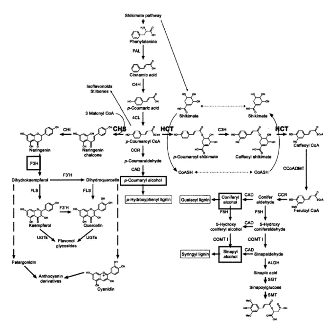 Figure 5. Schema de la voie metabolique des lignines et des flavonoi'des chez A. 