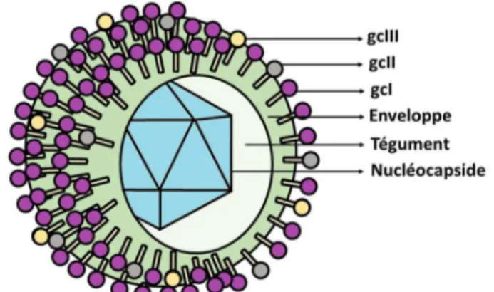 Figure 2 - Représentation schématique de la particule virale du cytomégalovirus  humain