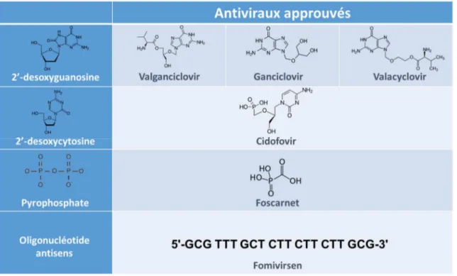 Tableau 1 – Agents antiviraux approuvés et utilisés pour le traitement de l’infection à  HCMV