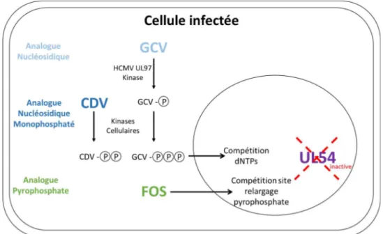 Figure 5 - Mécanisme d’action de l’antiviral ganciclovir, cidofovir et foscarnet.  Le  ganciclovir  (GCV),  un  analogue  nucléosidique,  le  cidofovir  (CDV),  un  analogue  nucléosidique monophosphaté, et le foscarnet (FOS), analogue au pyrophosphate, so
