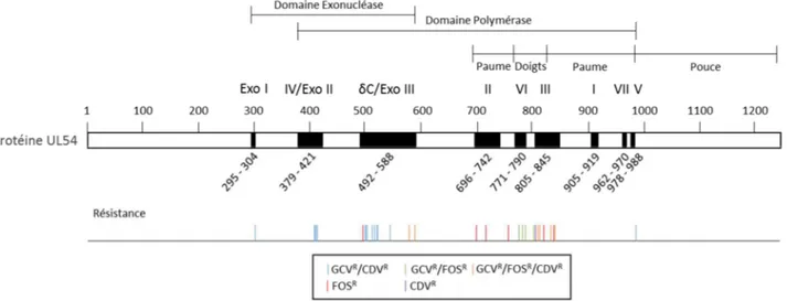 Figure 6 – Schéma de l’ADN polymérase virale UL54 et les différentes mutations  ponctuelles conférant à HCMV une résistance antivirale
