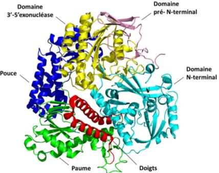 Figure 9 – Modèle d’homologie de l’ADN polymérase virale UL54 fait à partir de  l’ADN polymérase du virus Herpès Simplex 1 (PDB 2GV9)