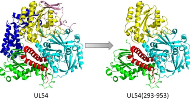 Figure 10 – Modèle d’homologie de l’ADN polymérase UL54 complète et tronquée.  Le modèle a été généré à l’aide du logiciel Pymol et du code Protein Data Bank (PDB) 2GV9,  de l’ADN polymérase UL30 du virus herpès simplex 1 (VHS-1)