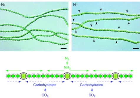 Figure  1:  Différenciation  en  hétérocyste  de  certaines  cellules  d'Anabaena  sp