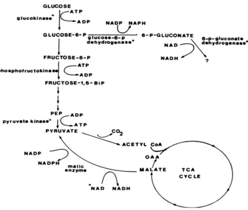 Figure  6 :  Les  enzymes  de  la  glycolyse  chez  Frankia  sp.  ArI3,  tirée  de  Lopez  et  Torrey (1985)
