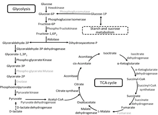 Figure 7:  La  glycolyse  (la  voie  d'Embden-Meyerhof)  et  le  cycle  TCA  chez  les  microorganismes procaryotes, tirée de Xu et al