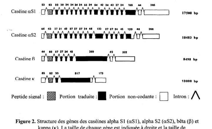 Figure  2. Structure des gènes des caséines alpha Sl (aSl), alpha S2 (aS2),  bêta(~)  et  kappa  (K)