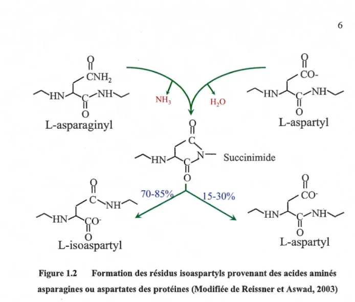 Figure 1.2  Formation des résidus isoaspartyls provenant des  acides aminés  asparagines ou aspartates des protéines (Modifiée de Reissner et Aswad, 2003) 