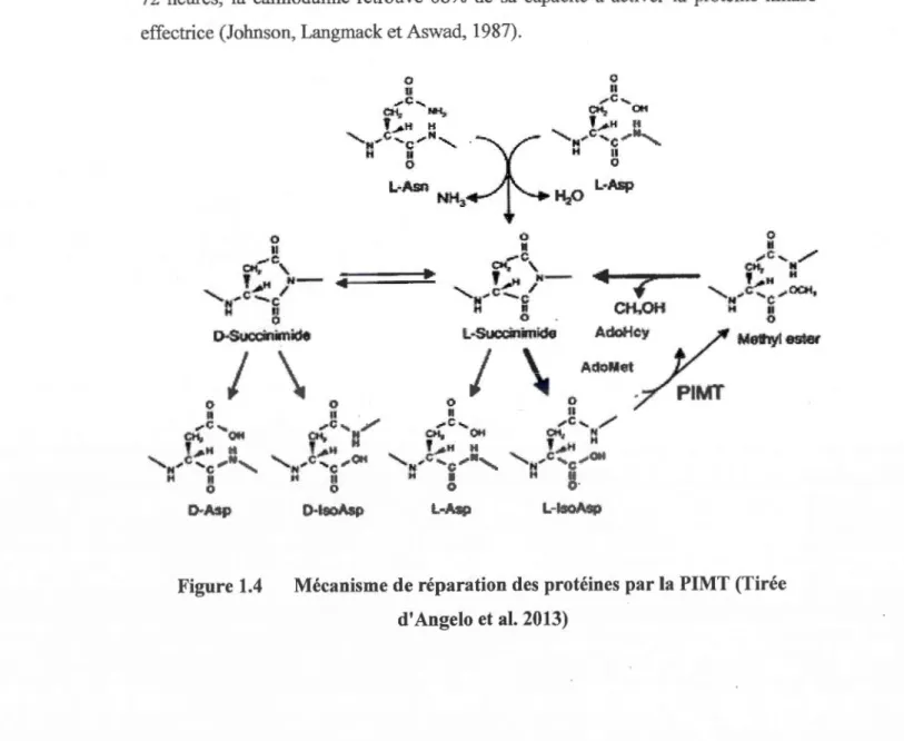 Figure 1.4  Mécanisme de réparation des  protéines par la  PIMT (Tirée  d'Angelo et  al