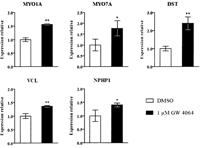 Figure  12. Validation  d ’une modulation de l’expression  de gènes cibles  potentiels de  FXR