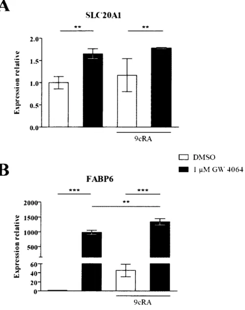 Figure 16.  Modulation de l’expression de l’ARNm de SLC20A1  par l’activation de  FXR avec le GW 4064