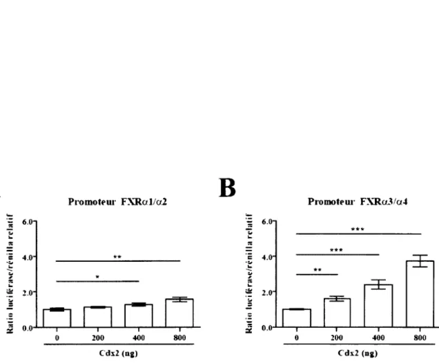 Figure  19. Effet de Cdx2 sur les promoteurs FX R al/a2 et FXRa3/a4