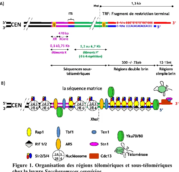 Figure  1. Organisation des régions télomériques et sous-télomériques  chez la levure Saccharomyces cerevisiae  