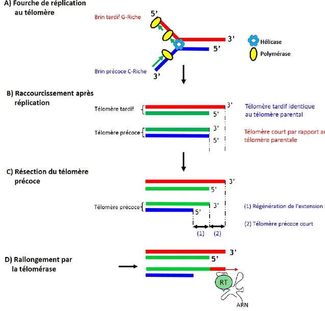 Figure 3. Schéma général expliquant le raccourcissement des télomères  suite aux problèmes de réplication des extrémités  