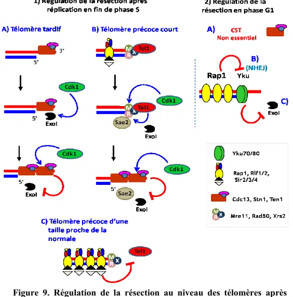 Figure  9.  Régulation  de  la  résection  au  niveau  des  télomères  après  réplication