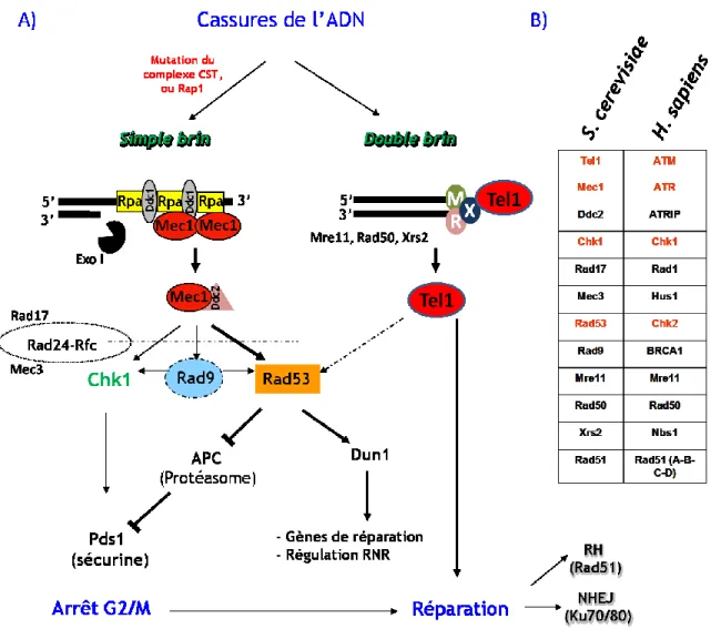 Figure 10. Voie de signalisation de la réponse aux dommages à l’ADN  après déprotection des télomères  
