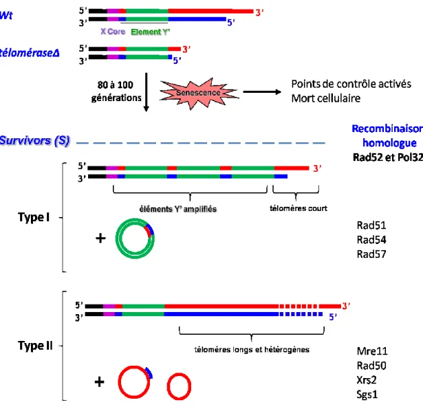 Figure 11. Rallongement des télomères par recombinaison homologue  et formation des survivants  