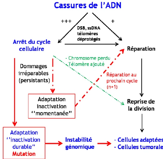 Figure  12.  Adaptation et inactivation des points de  contrôle du cycle  cellulaire  