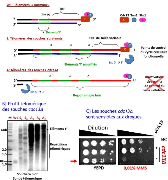 Figure  13.  Génération  des  souches cdc13Δ  ainsi  que  les  principaux  phénotypes abordés dans cette étude  