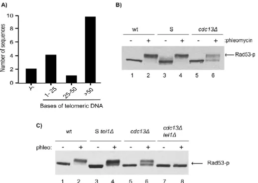 Figure  1.  Mec1-dependent  Rad53  phosphorylation  is  defective  in  cdc13∆ cells 