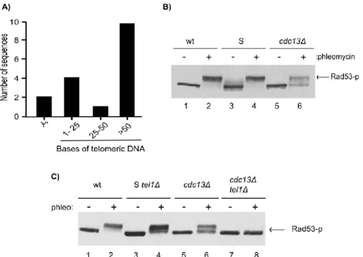 Figure  1.  Mec1-dependent  Rad53  phosphorylation  is  defective  in  cdc13∆ cells 
