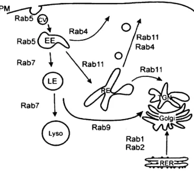 Figure 3.  Localisation  intracellulaire des différentes Rab  GTPases.