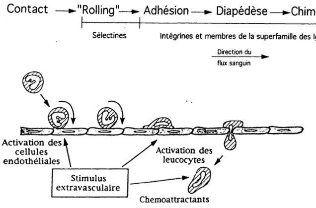 Figure 1.  Étapes menant à l'extravasion des leucocytes.  Les études utilisant la
