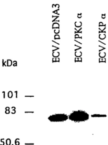 Figure 5. Analyse Western des transfectants ECV/PKC a et ECV/CKP a. 50 ng des extraits protéiques ECV/pcDNA3, ECV/PKC a et ECV/CKP a ont été séparés sur SDS-PAGE et transférés sur membrane de nitrocellulose