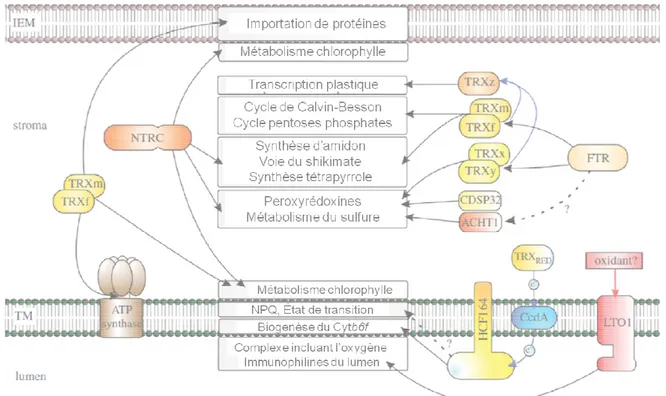 Figure 10.  Les  différents  processus  du  chloroplaste  contrôlés  par  les  thiorédoxines  (adaptée  de 