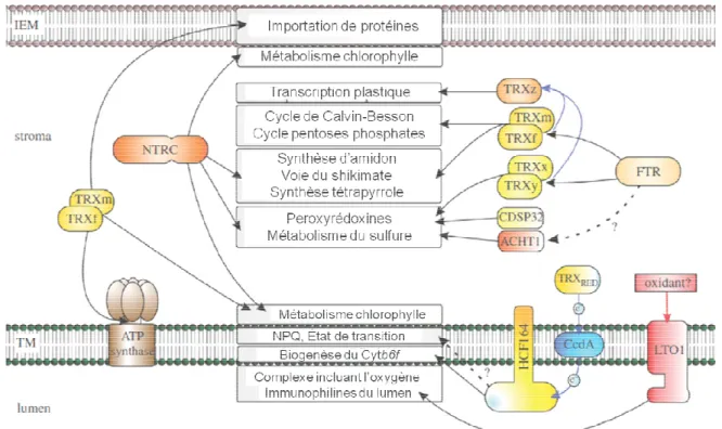 Figure 10.  Les  différents  processus  du  chloroplaste  contrôlés  par  les  thiorédoxines  (adaptée  de 
